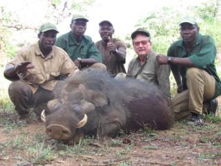 Hoestenbach Forest Hog