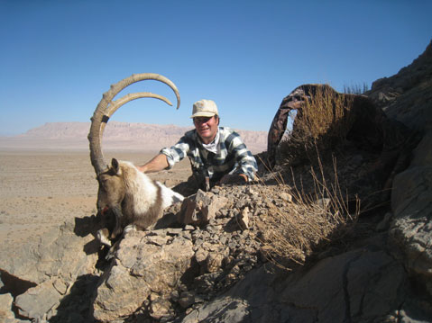 Desert Ibex