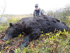 Brown Bear
