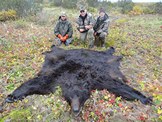 Brown Bear