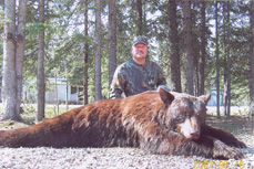 Canadian Black Bear