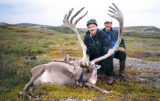 Central Canada Barren Ground Caribou