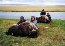 Muskox