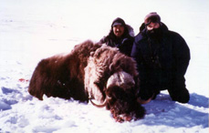 Muskox