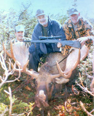 Newfoundland Moose